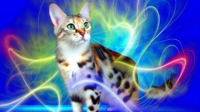 Maladie auto-immune chez les chats : causes, signes et traitements (Réponse vétérinaire) - Passion Chat