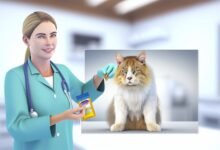 Benadryl pour les chats: Notre vétérinaire explique la sécurité, le dosage et les effets secondaires - Passion Chat