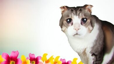 Passion Chat : Tumeurs cérébrales chez les chats (Réponse du vétérinaire) : Signes, diagnostic et quand euthanasier - Passion Chat