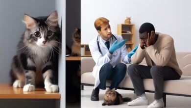 Passion Chat : Head Pressing chez les chats : qu'est-ce que c'est et que faire ? (Réponse du vétérinaire) - Catster
