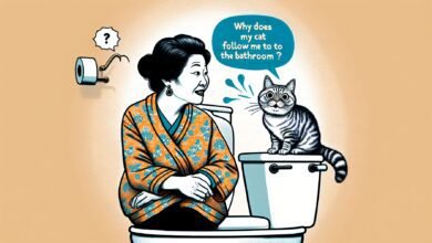 Pourquoi mon chat me suit-il aux toilettes ? Notre vétérinaire explique - Passion Chat
