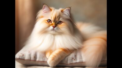 Flame Point Himalayan Cat Breed Info: Pictures, Temperament & Traits - Passion Chat